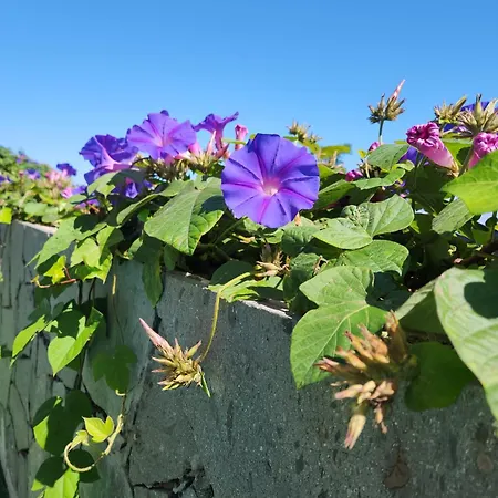 Perdomo Vila *